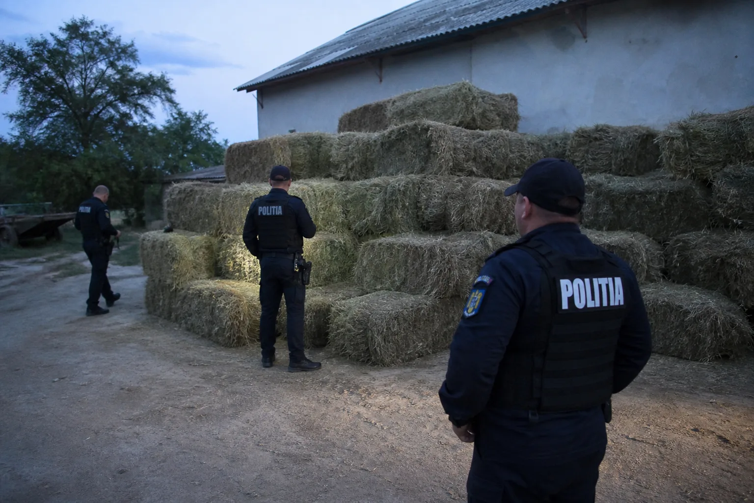 Percheziții la Sânpetru: recuperați circa 200 de baloți de lucernă furați de la Bod